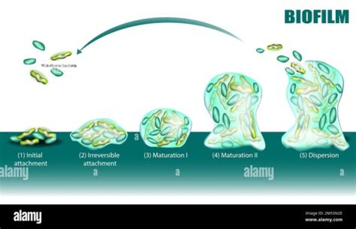 What is biofilm in water pipes
