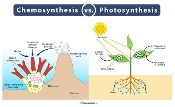 What is chemosynthesis example