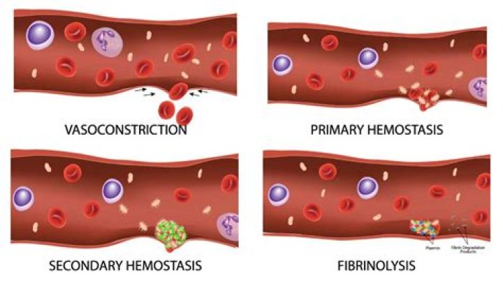 What is coagulation hemostasis