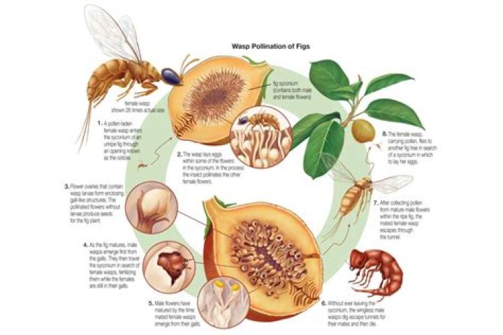 What is coevolution in biology