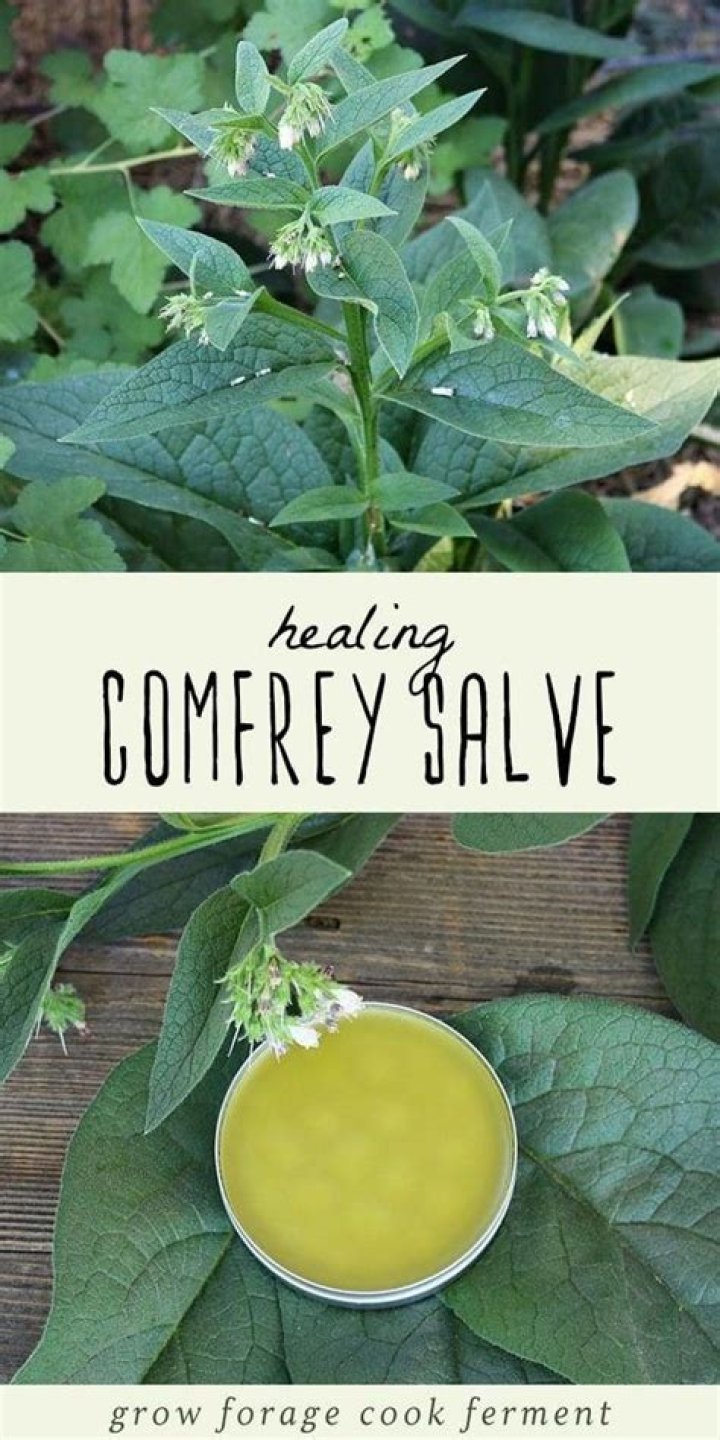 What is comfrey salve good for