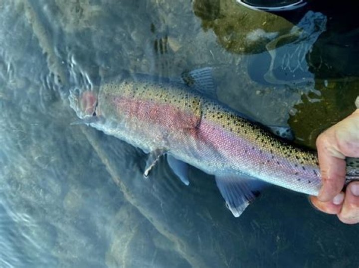 What is considered a steelhead