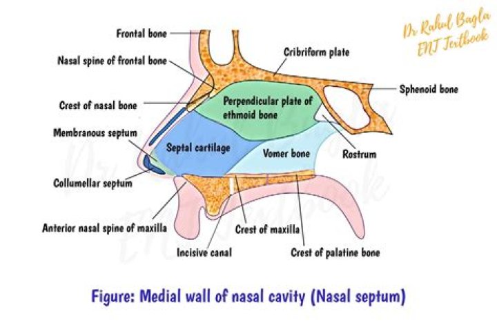What is considered the nostril