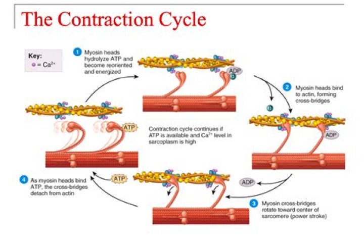 What is contraction in biology