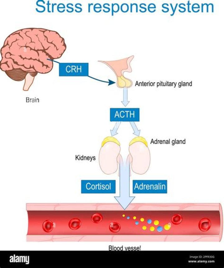 What is corticotropin used for