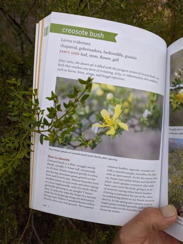 What is creosote bush used for