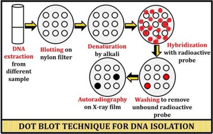 What is Dot blot hybridization