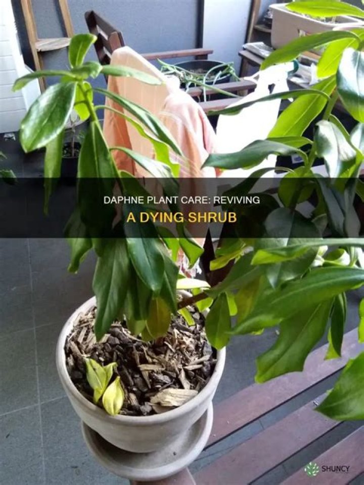 What is eating my Daphne plant