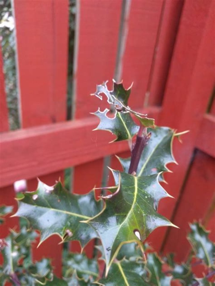 What is eating my holly leaves