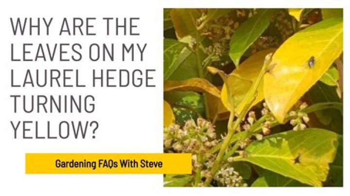 What is eating my laurel hedge