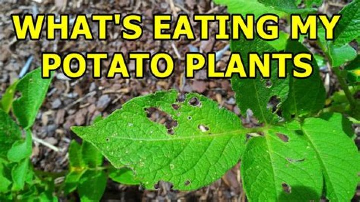 What is eating my sweet potato