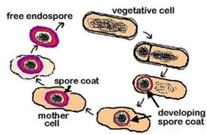 What is Endospore forming cell