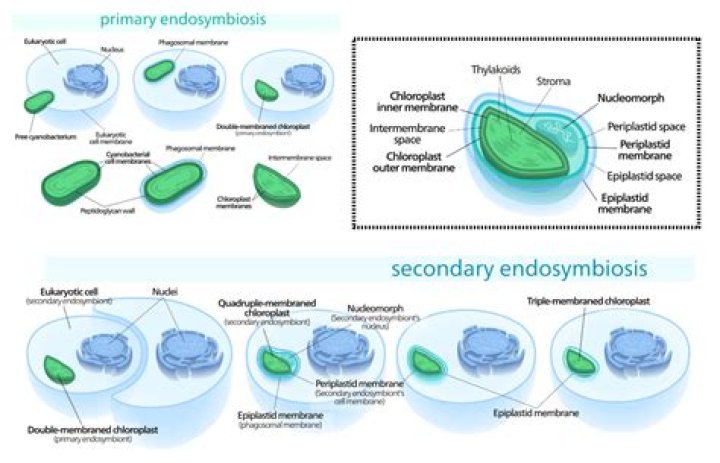 What is endosymbiosis for kids