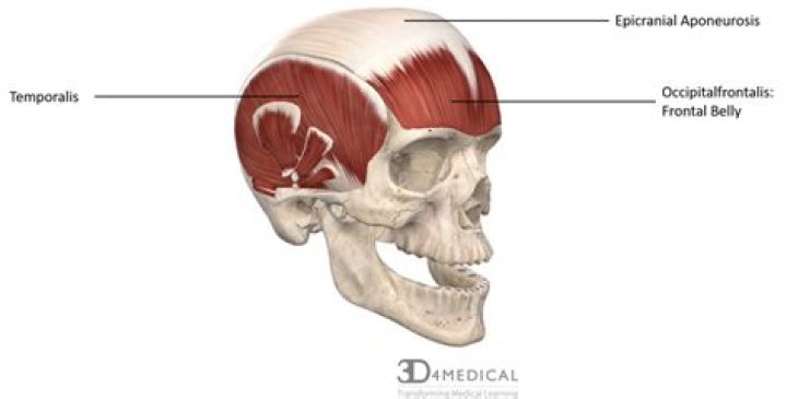 What is Epicranial Aponeurosis