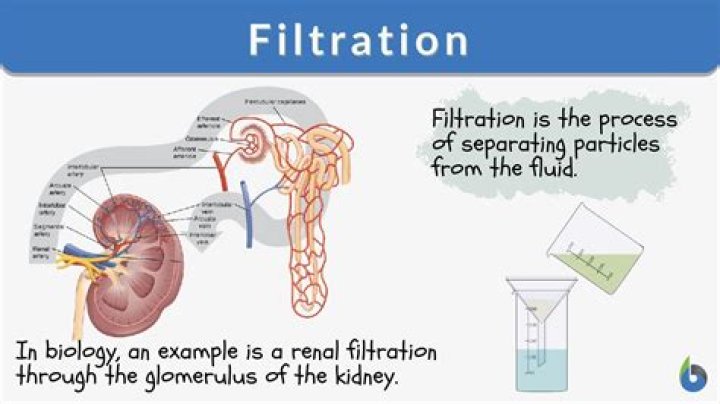 What is filtration in the body