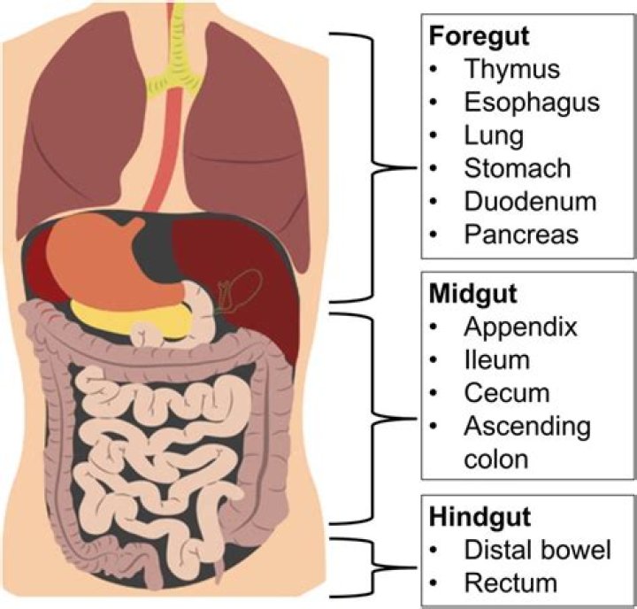 What is foregut midgut hindgut