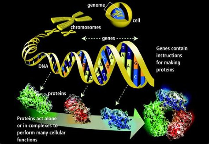 What is genomics and Genethics