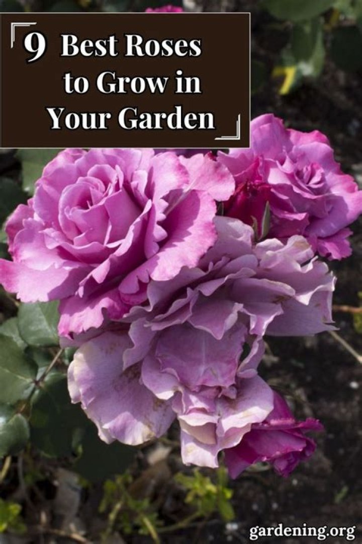 What is good for roses to grow