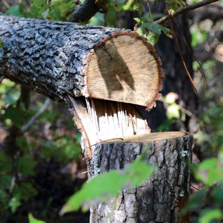 What is hinge cutting for deer