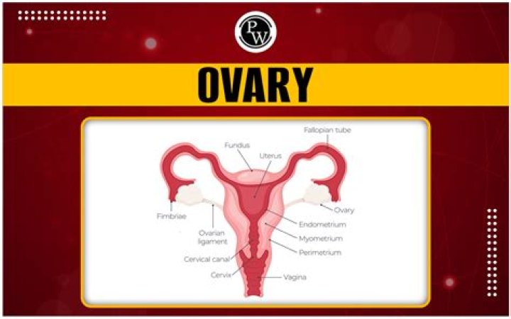 What is Hypogynous ovary Class 11