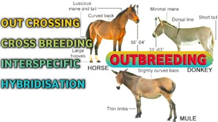 What is interspecific breeding