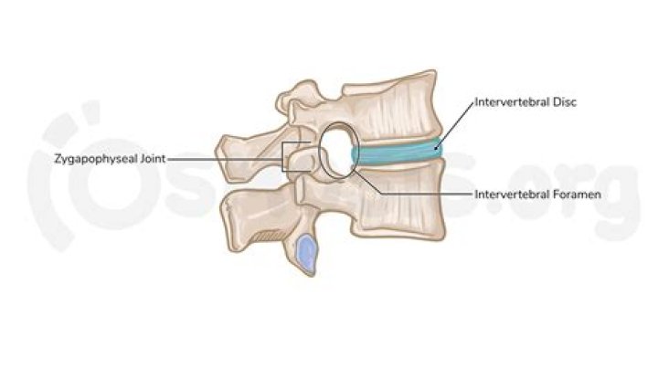 What is intervertebral foramen