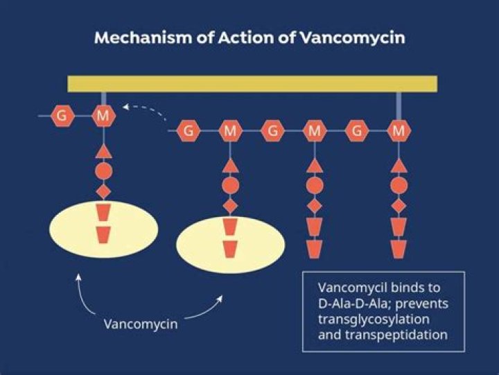 What is IV vancomycin used for