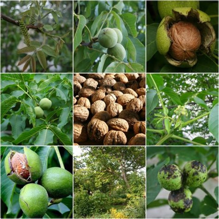 What is Juglans regia used for