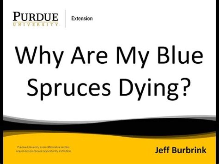 What is killing my blue spruce