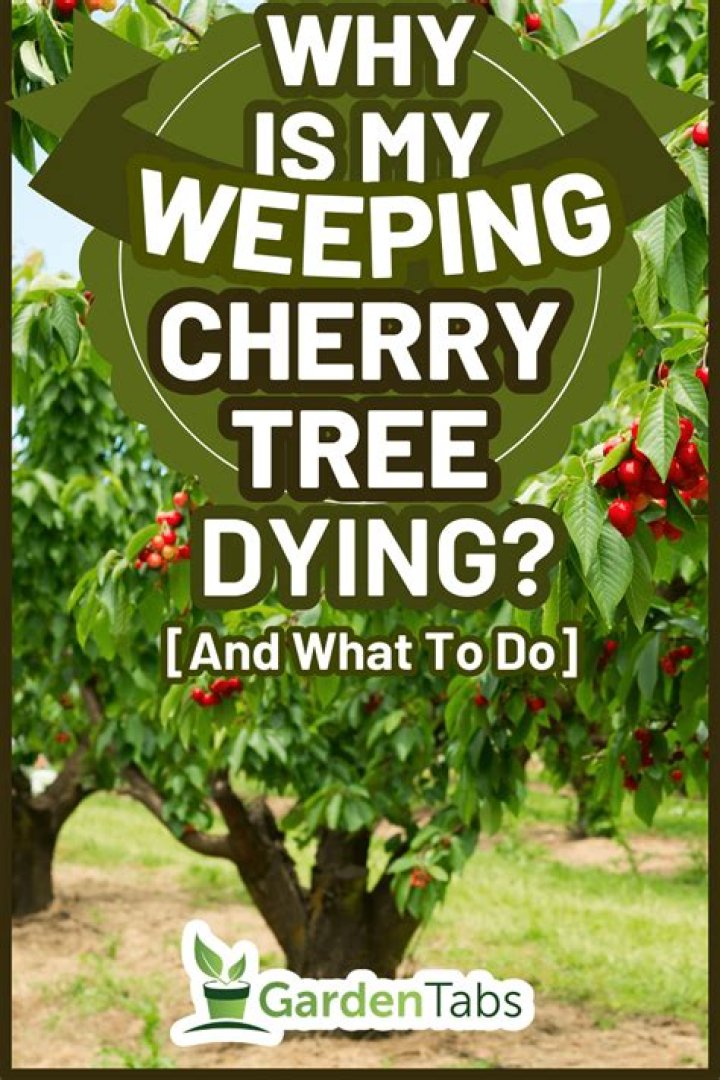 What is killing my cherry tree
