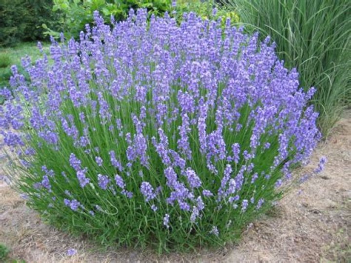 What is lavender herb used for