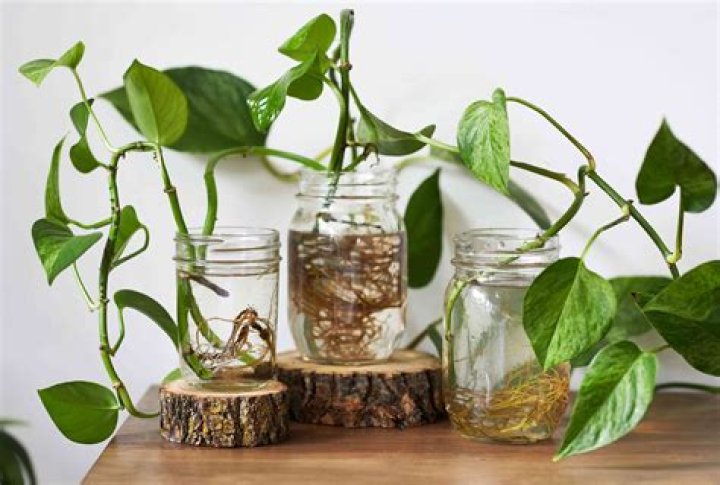 What is meant by indoor plants