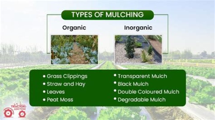 What is mulching and its types