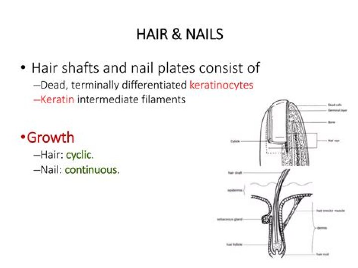 What is nails and hair made of
