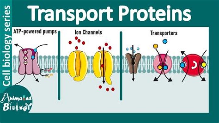 What is P type ion transporter