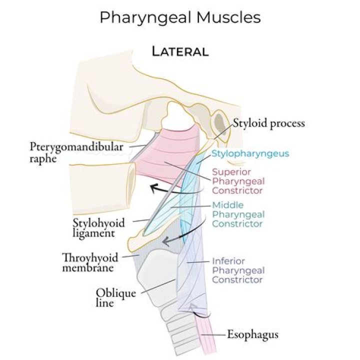 What is pharyngeal dysmotility