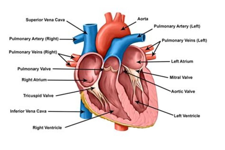 What is posterior to the heart