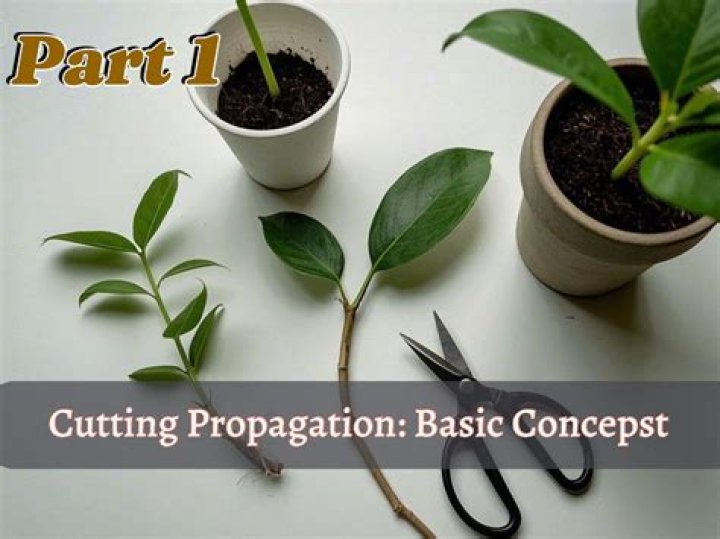 What is propagation by cutting