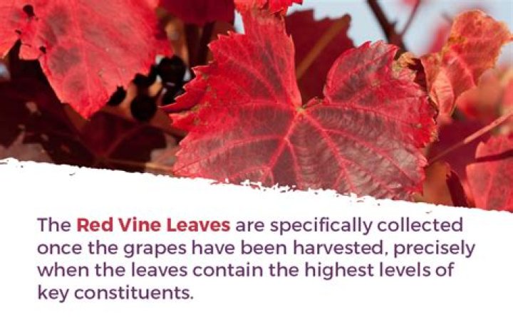 What is red vine leaf used for