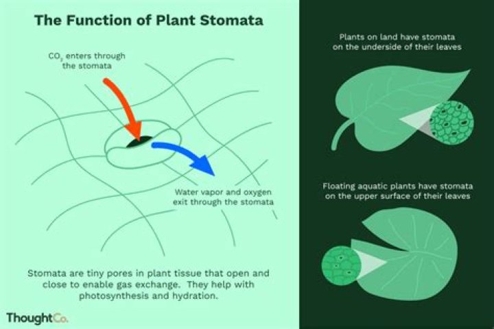 What is the 2 function of stomata