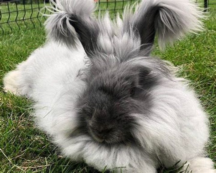 What is the home of rabbit called