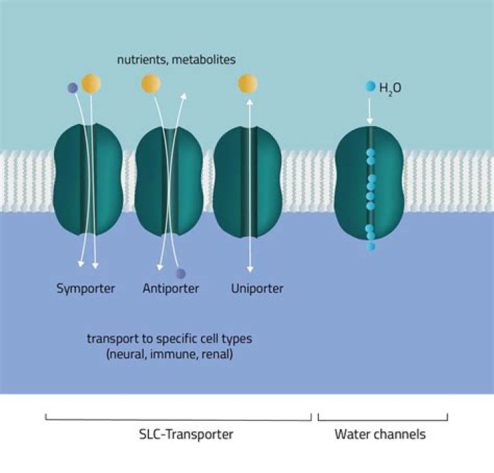 What is the transporter in a cell