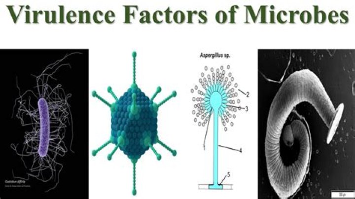 What is virulence in microbiology