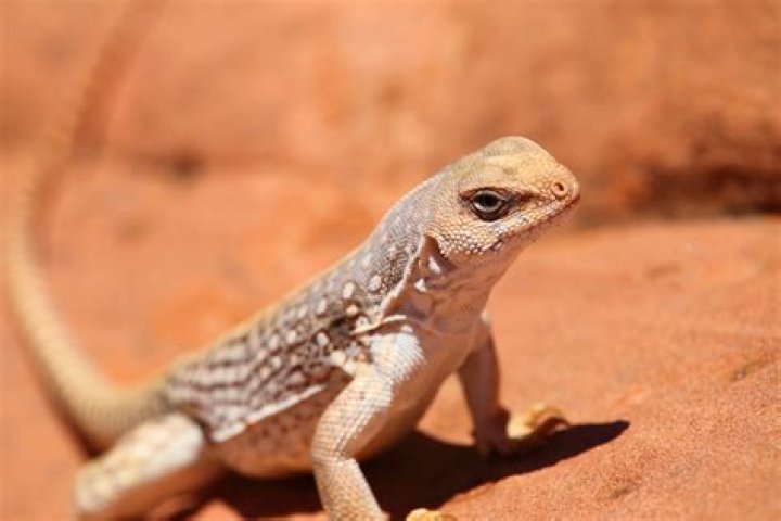 What lizards are found in deserts