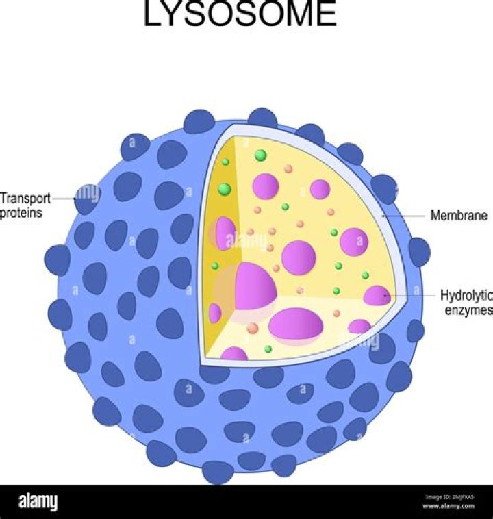 What organelle produces lysosomes