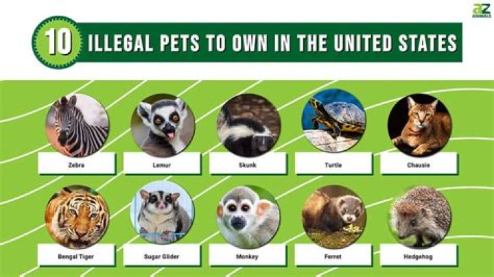 What pets are illegal in Michigan