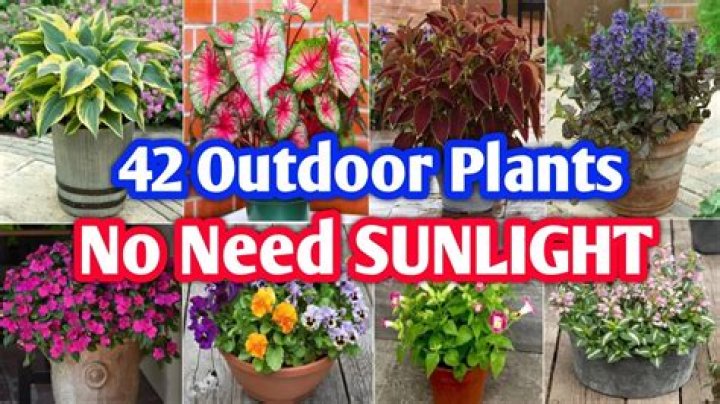 What plants grow well on pergolas