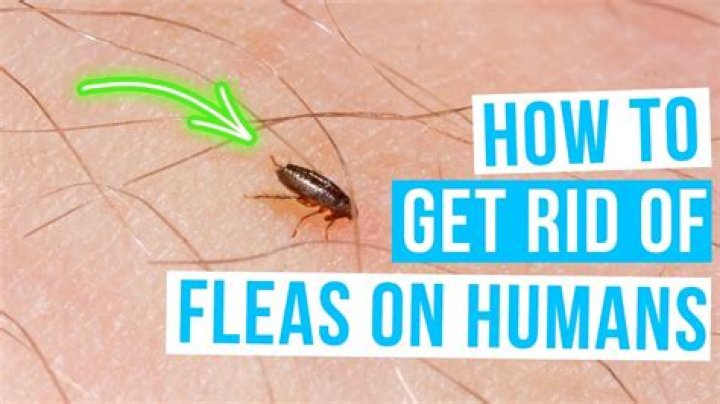 What scent repels fleas on humans