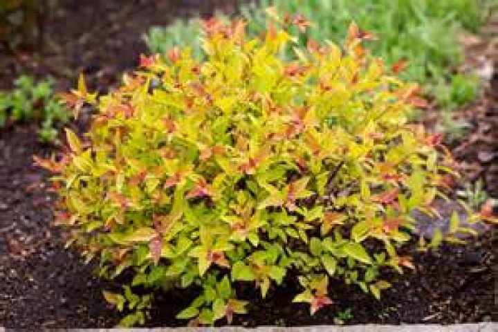What shrubs can tolerate full sun