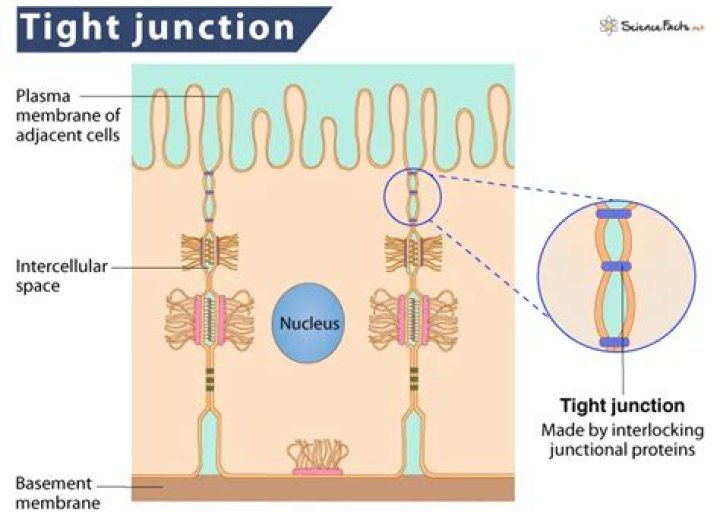 What tissues have tight junctions